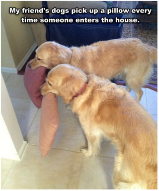 Illustration for article titled Why Are Dogs So Insanely Happy to See Us When We Get Home?